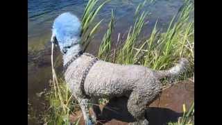 Blue Poodle Tries for Stick