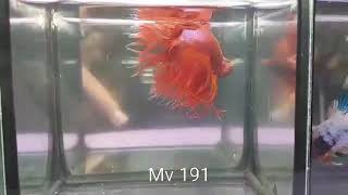 (MV-191) Supper Red Crown Tail Male Betta