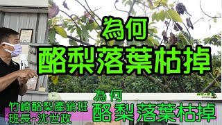 #竹崎酪梨產銷班#班長沈世政#酪梨為何嚴重落葉及樹梢枯掉