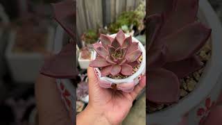 Echeveria Miya #succulentvarieties #echeveria #succlents #pinksucculent #cutepots #succulentslover