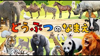 【赤ちゃんが覚えやすい赤ちゃん言葉入り📢】動物の名前╎実写╎子供幼児向け知育動画《語彙力を増やす》