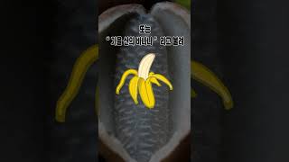 우리나라의 토종 과일, 코리언 바나나