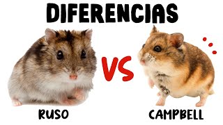 Cuales son las DIFERENCIAS del Hámster Ruso y Hámster Campbell