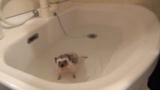 【クロエ】水はもう平気？ハリネズミお風呂に入れられる Hedgehog chloe bath time