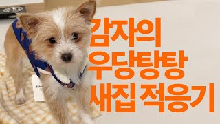 Gamza Starting a New Life in Seoul | Vlog | Dog adoption | Puppy