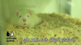 Lab Animals (สัตว์ทดลอง) - Animals Speak [by Mahidol]