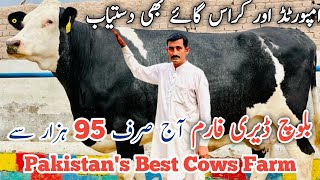 Top class imported \u0026 cross Cows at Baloch Dairy Farm | Pakistan's Best cows farm