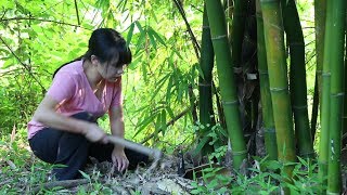 Dig some bamboo shoots, just like the bamboo shoots and the fried bamboo shoots