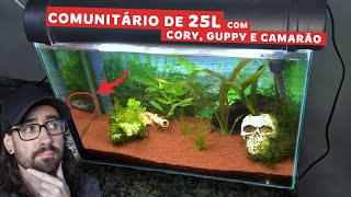 Reagimos ao AQUÁRIO COMUNITÁRIO DE 25 LITROS COM CORYDORA, GUPPY E CAMARÃO DO Mateus e da Gisleine.