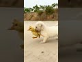 cute dog and duck funny  short video 💖😍😘❤️😍😘😍💖💖😘💖❤️😍😘😍💖💖❤️❤️❤️💖❤️😘💖😍😘❤️❤️❤️