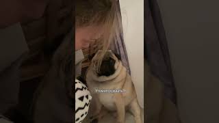 Когда же папка придет? #мопскузьма #мопс #pug