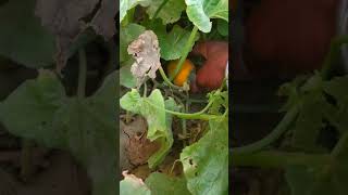 खरबूजे का अपडेट #shorts #ytshorts #gardening #kharbuja #kharbooja #muskmelon #organicgardening