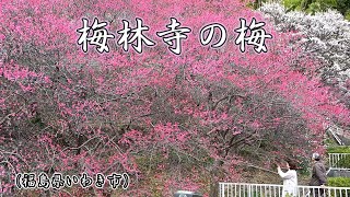 梅林寺の梅見頃（福島県いわき市）