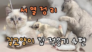 [길냥이 집 적응기4] 길고양이의 서열정리