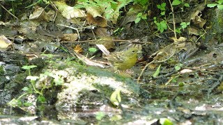 河口湖フィールドセンターのノジコ（雌）の水浴び　その４（4K60P動画）