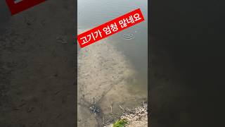 물고기 왜이리 많지 증평 보강천? 봄기운에 많은 물고기 #증평맛집 #보강천 #증평 #물고기 #낚시