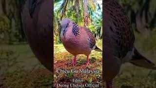 🔴 Cu gáy mồi trần chiêu gù malaysia Pikat terkukur