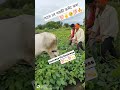 💯शेती परवते फक्त पांच वर्ष👉 ज्याच्या घरची सगळी माणंस काम करातात shetkri skills farming @video 💯❤️