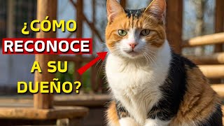 ¿LOS GATOS SABEN QUIÉNES SON SUS DUEÑOS? ¿Tu gato reconoce quién eres?