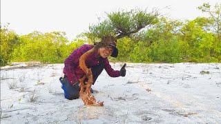 ĐI ĐÀO KIM SA TÙNG LỰA CÂY ĐẸP CO LẮC CHO ANH EM CHƠI || CHÂN ĐẤT BONSAI