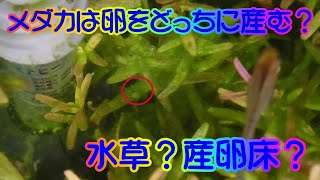 水草水槽に産卵床を入れて卵をどっちに付けるか観察してみた。