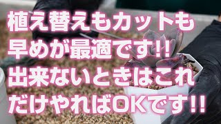 【多肉植物】植え替えもカットも早めが最適です!!出来ないときはこれだけやればOKです!!【succulent】トロピカルガーデン