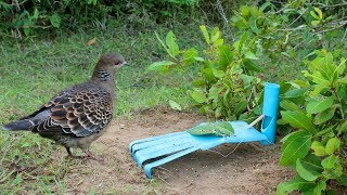 Awesome Quick Bird Trap Using PVC - How To Make Bird Perch Snare Traps With Water Pipe Works 100%