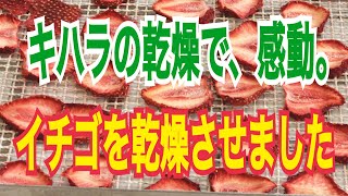 イチゴを乾燥させました/食品乾燥機業務用のことなら木原製作所