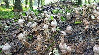 🍄หมานอีกแล้วเห็ดโคนหลวงออกต้อนรับเดือนกันยายนโพนนี้มีแต่ดอกสวยๆ🍄1/9/2564🍄