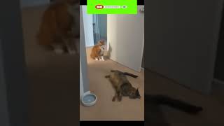 Funny cat | cute cats and dogs reaction animals doing funny things #funnycats #shorts #cats #436