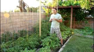 The Difference between Indeterminate and Determinate Tomato Plants with California Gardener