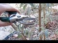 When and How to Prune Butterfly Bushes