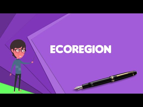 What is the difference between ecozone and ecoregion?