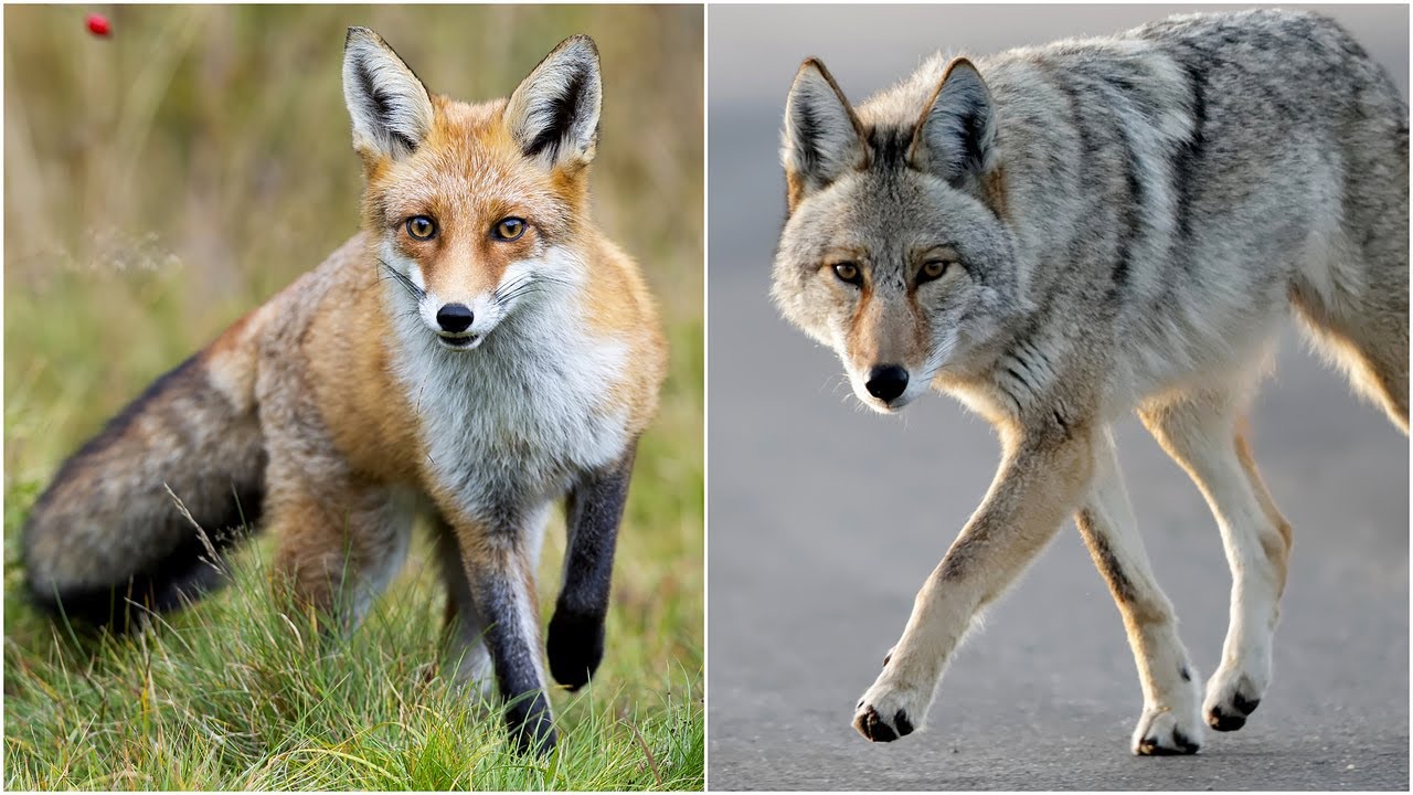 Is That Fox Or A Coyote In Your Backyard? Here's How To Tell. - YouTube