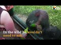 smart chimp asks zoo visitors for drink the dodo