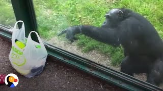 SMART Chimp Asks Zoo Visitors For Drink | The Dodo