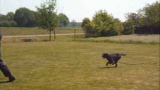 Drostlerhoeve demonstratie politiehonden