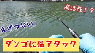 【筏釣り 海香】乗っ込み後の状況は？ダンゴへの猛アタック！