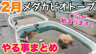 2月のメダカ睡蓮ビオトープやる事まとめ！〇〇が始まります！　メダカ睡蓮ビオトープ