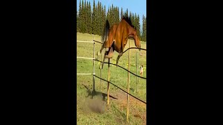 Funny Horses Show Strength Try Not To Laugh It's Really Strongest Horse Funny Video 2022 # 38