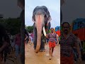 ഊക്കൻസ് കുഞ്ചു വടക്കുംനാഥൻ ആനയൂട്ട് 2024 elephant aanayoottu vadakkumnadhan thrissur 2024