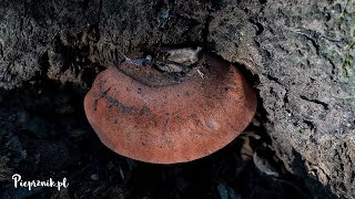 Ozorek dębowy (Fistulina hepatica)