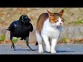 Crows Troll Cats, Dogs, Rats And Even Snakes...