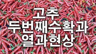 고추 두번째 수확과 열과현상