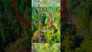 THE WALKING TREE