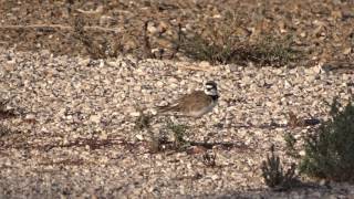 Calling Little Ringed Plover / Roepende Kleine Plevier