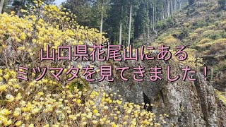 花尾山のミツマタ