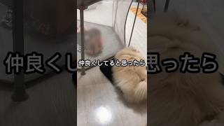 かわいすぎる！赤ちゃんと犬の可愛いバトル映像！#赤ちゃんVS犬 #かわいいバトル #動物愛好家#ポメラニアン