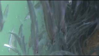 Restoring the Niagara River: The Emerald Shiner Fish Passage Project