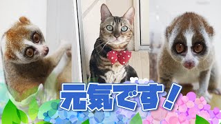 お久しぶりのスローロリスと猫【前編】